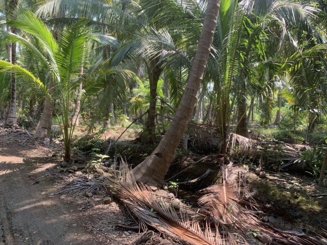 ขายที่ดินติดแม่น้ำแม่กลองเมืองสมุทรสงคราม เนื้อที่ 5 ไร่เศษ ขาย 10 ล้านต่อไร่