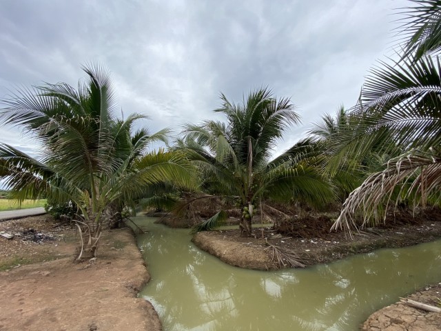 ขายที่ดินสวนมะพร้าวราชบุรีอยู่บ่อด่าน ปากท่อ ราชบุรีเนื้อที่90ไร่ขายเหมา 70 ล้าน