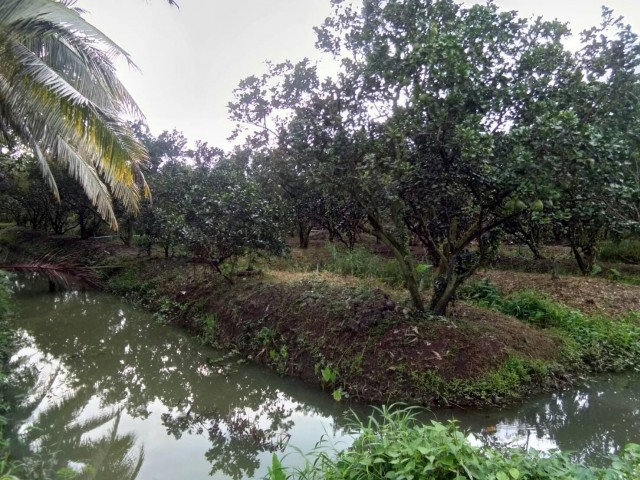 SALE ขายที่ดินพร้อมสวนส้มโอบางแค ใกล้อบต.บางนางลี่ เนื้อที่ 3 ไร่เศษขาย 8.5 ล้าน
