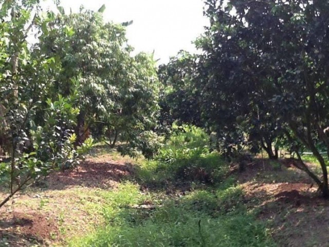 SALE ขายที่ดินพร้อมสวนส้มโอบางแค ใกล้อบต.บางนางลี่ เนื้อที่ 3 ไร่เศษขาย 8.5 ล้าน