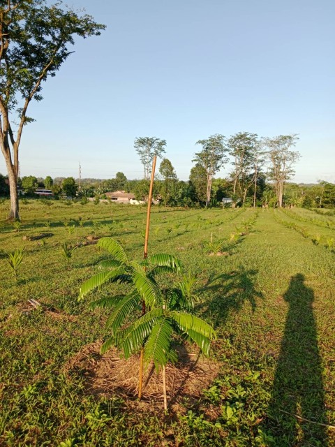 SALEขายที่ดินพังงาหน้าติดถนนเพชรเกษม 135 เมตร เนื้อที่18ไร่เศษขาย 3.5 ล้านต่อไร่