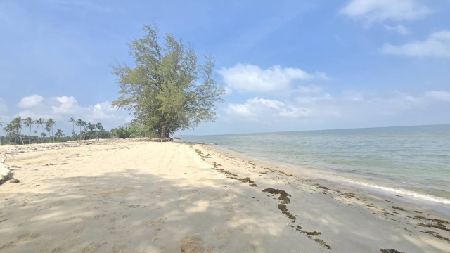 SALEขายที่ดินติดทะเลนิยม ไซยา สุราษฎร์ธานี เนื้อที่ 18 ไร่ ขายเหมา 63.9 ล้าน