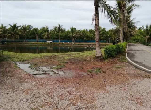 SALEขายที่ดินติดคลองเมืองสมุทรสงคราม ลาดใหญ่ เนื้อที่ 3 ไร่เศษ ขายเหมา 10 ล้าน