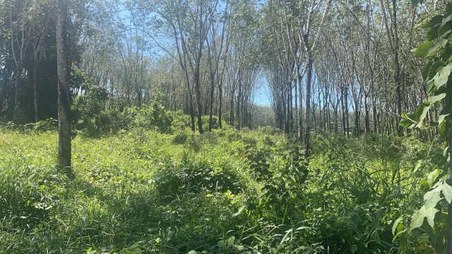 SALE ขายที่ดินบางโจ บ้านยา เนื้อที่ 8 ไร่เศษ ขาย 14.5 ล้านต่อไร่