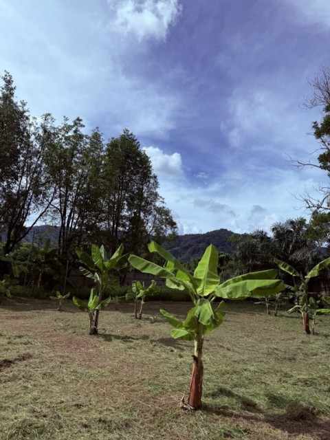 SALEขายที่ดินกะทู้หน้าติดถนนใกล้ Loch Palm Courtyard เนื้อที่ 1.5 ไร่ขาย 35 ล้าน