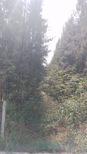 SALEขายที่ดินเมืองสมุทรสงคราม โซนลาดใหญ่ เนื้อที่ 6 ไร่เศษ ขาย 1 ล้านต่อไร่