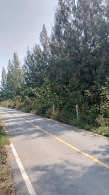 SALEขายที่ดินเมืองสมุทรสงคราม โซนลาดใหญ่ เนื้อที่ 6 ไร่เศษ ขาย 1 ล้านต่อไร่