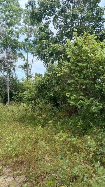 SALEขายที่ดินติดทะเลเกาะสมุย แหลมสอ(ตลิ่งงาม) เนื้อที่ 27 ไร่เศษขาย 12ล้านต่อไร่