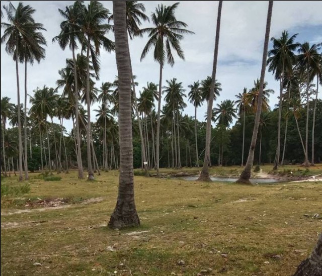 SALEขายที่ดินติดทะเลเกาะสมุย แหลมสอ(ตลิ่งงาม) เนื้อที่ 27 ไร่เศษขาย 12ล้านต่อไร่